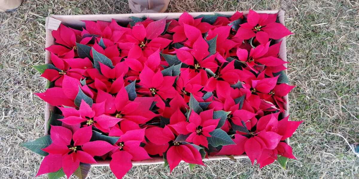 Se desploman ventas de la flor de nochebuena en el Edomex