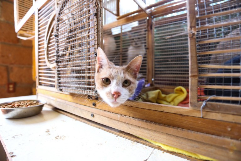 perros-gatos-edomex-10