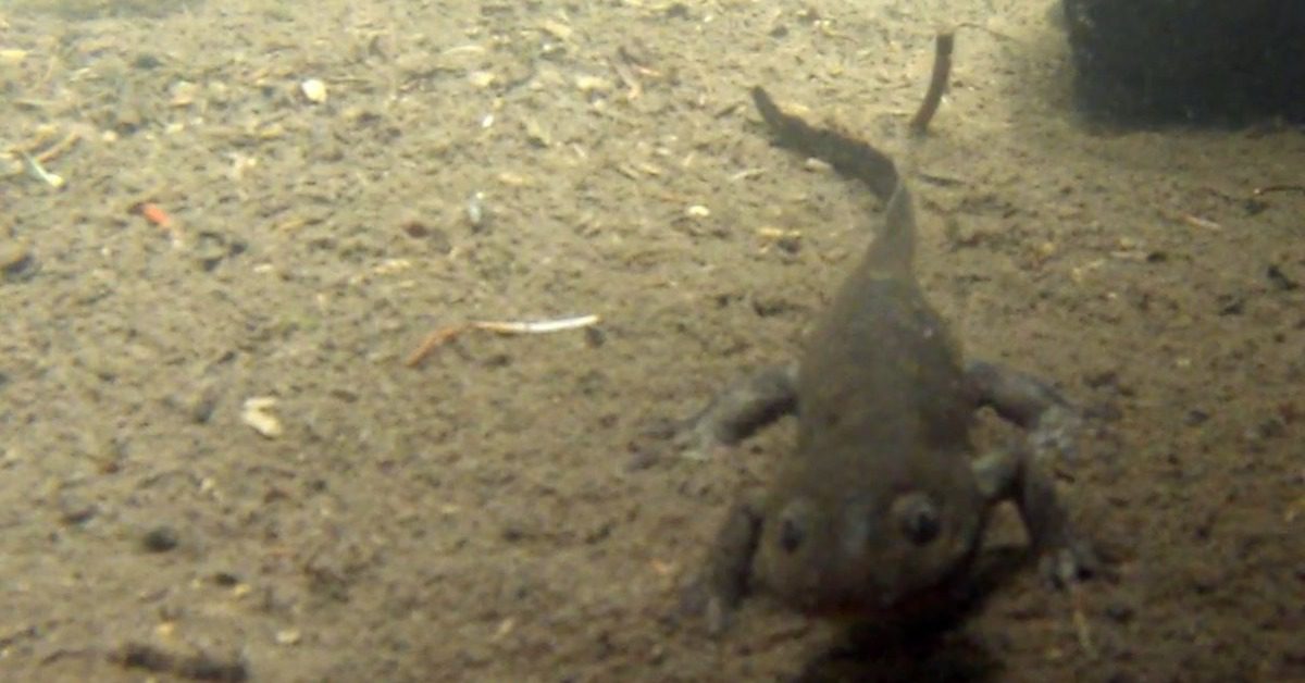 ajolote-de-montaña