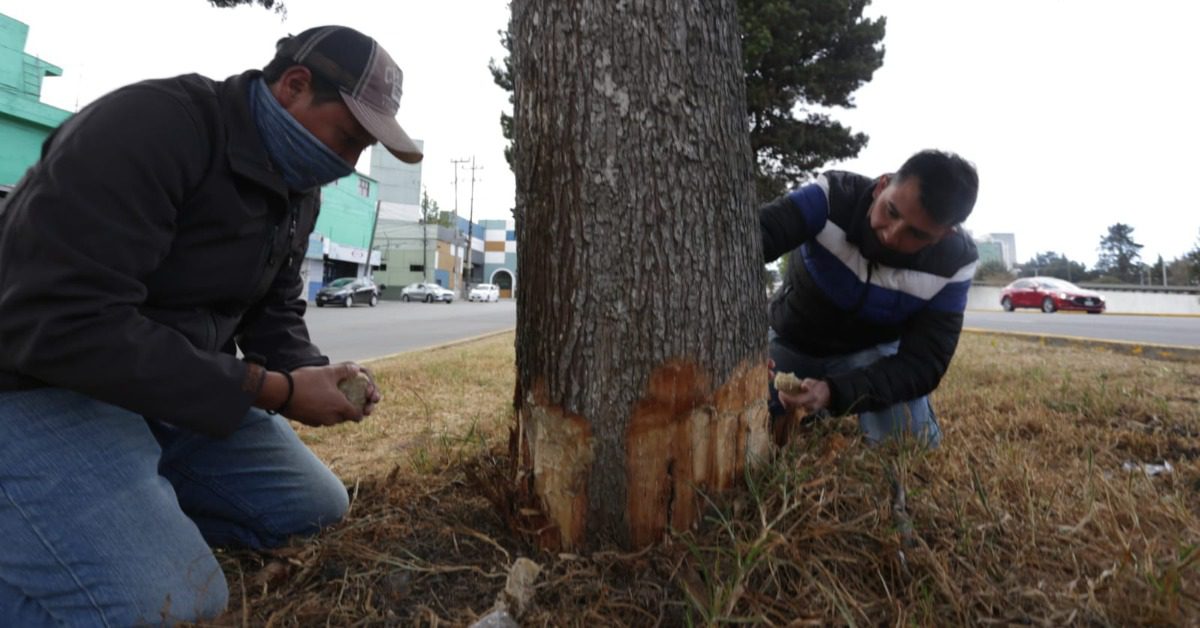 arboles-tollocan-saneamiento