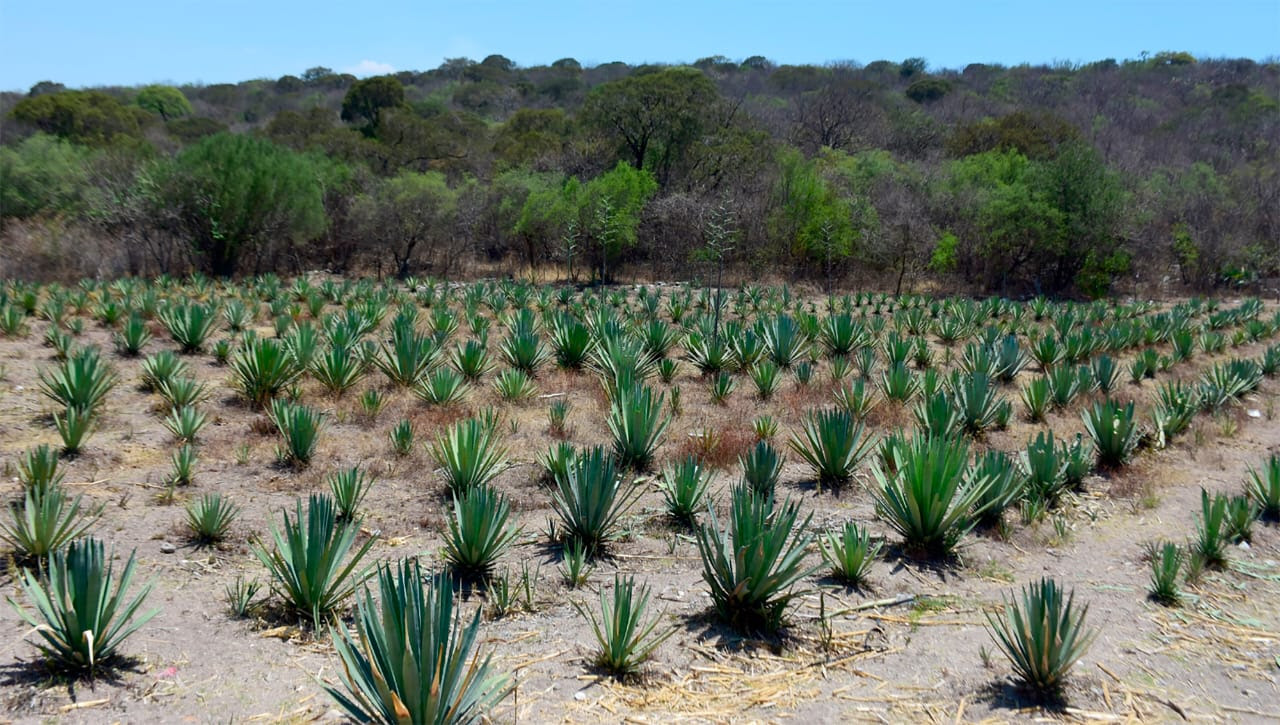 ruta-mezcal-Edomex