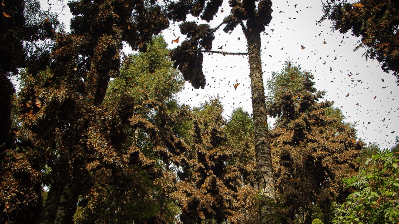 mariposas-monarca-turismo-edomex