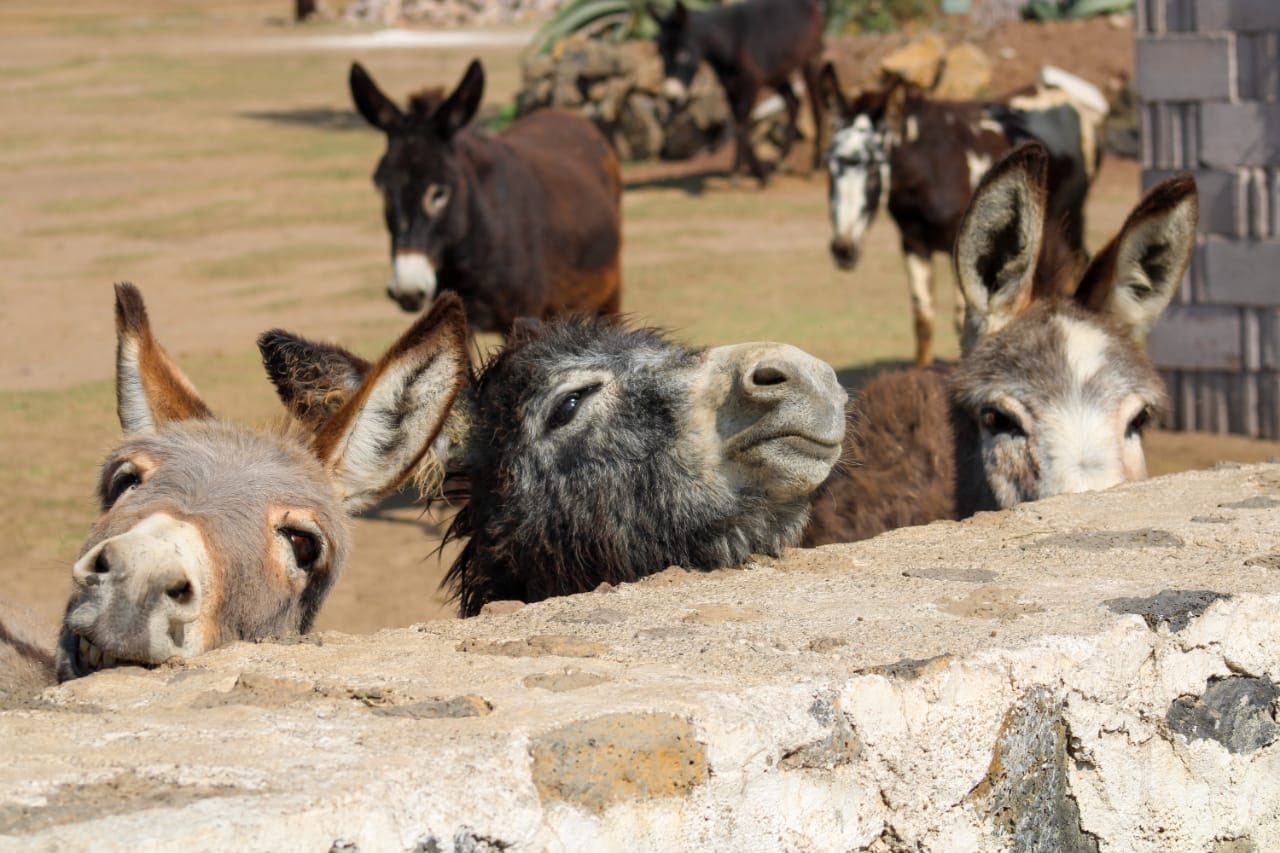 feria-burro