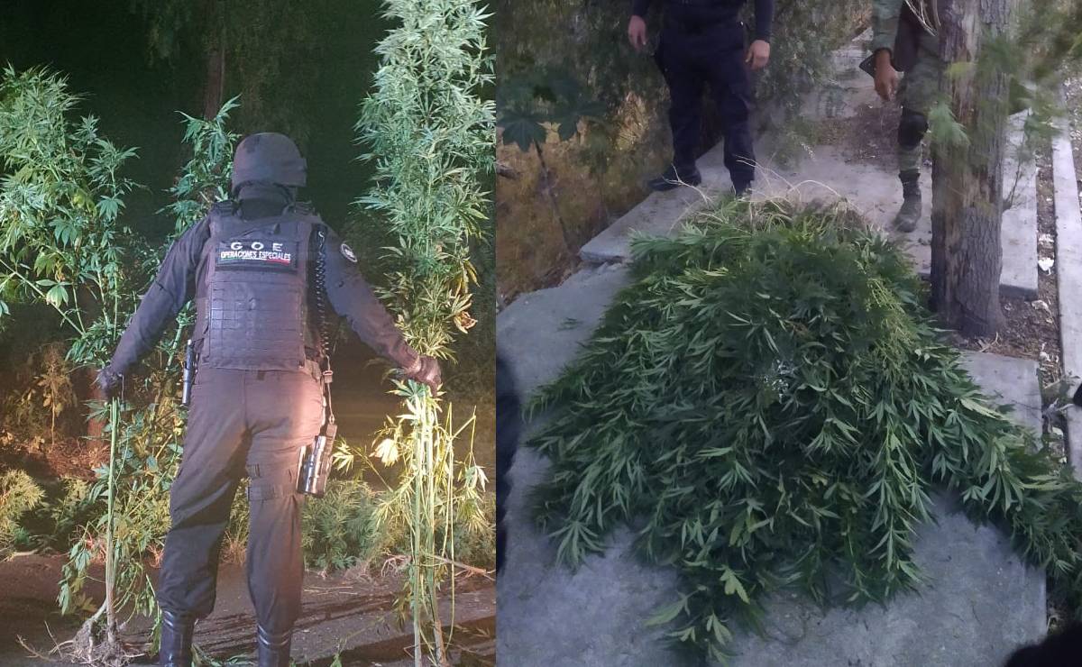Marihuana-tlalnepantla