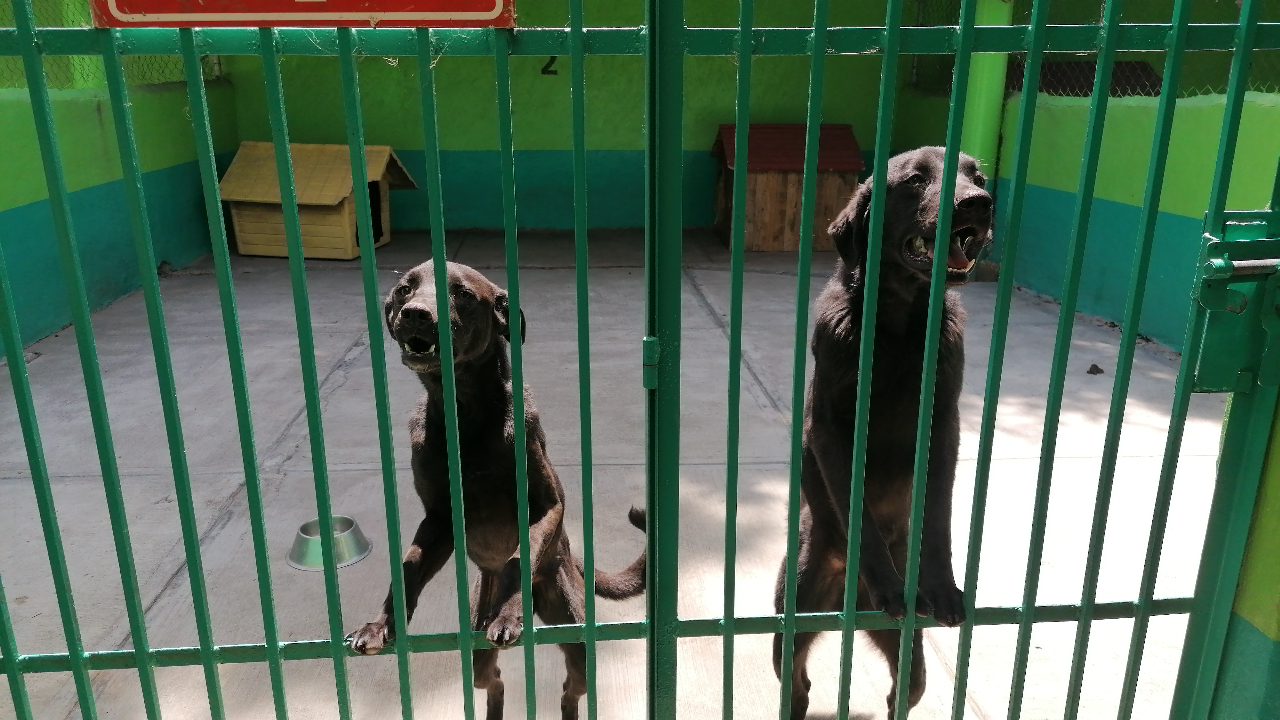 centro-de-contro-animal