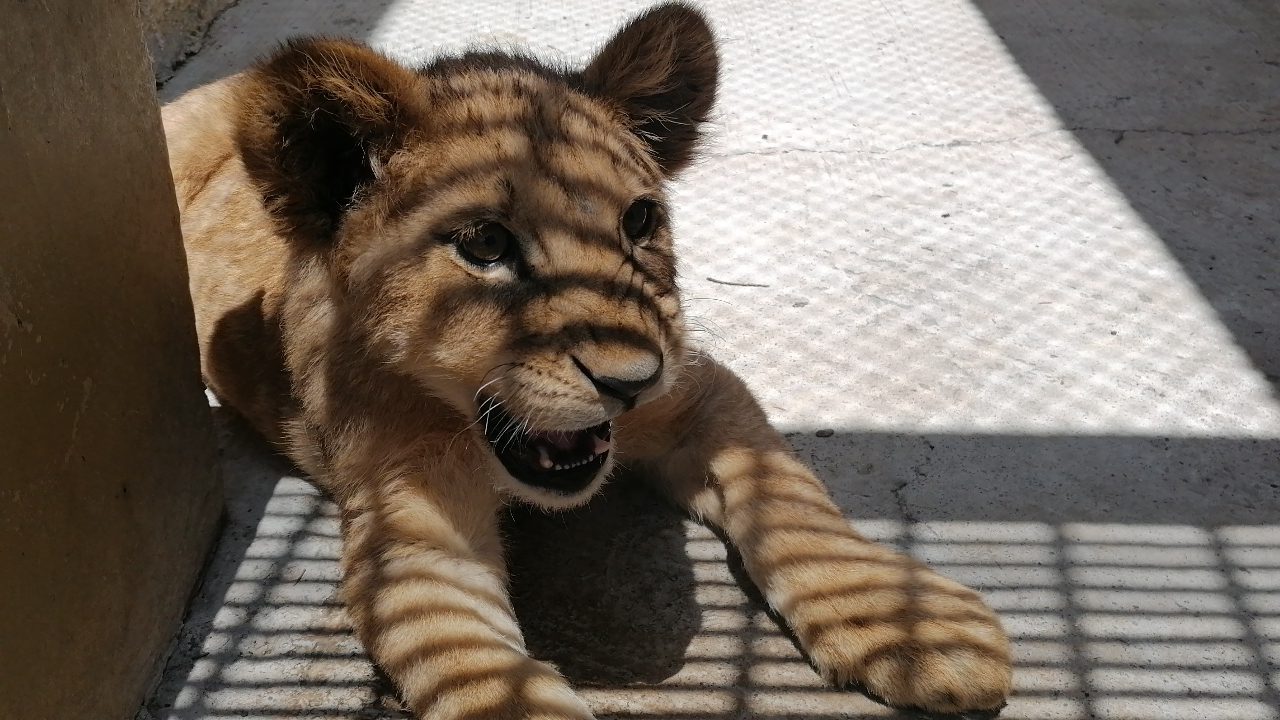 felinos-zacango