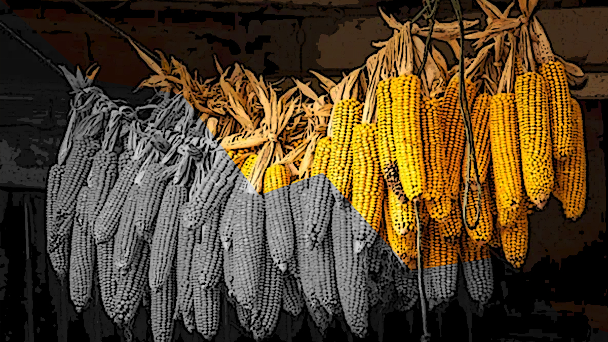 “Por las razones de la economía, los altos costos de los insumos, la ausencia de apoyos públicos que incentiven la producción, básicamente. Y el clima que, en este caso la sequía prolongada al inicio del año, también tiene sus efectos y contra eso hay poco que hacer”, comentó.