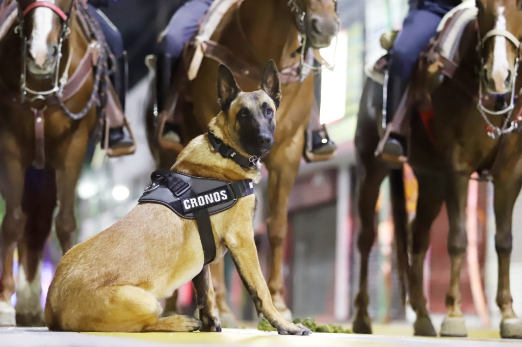 Perro de la policía municipal de ecatepec