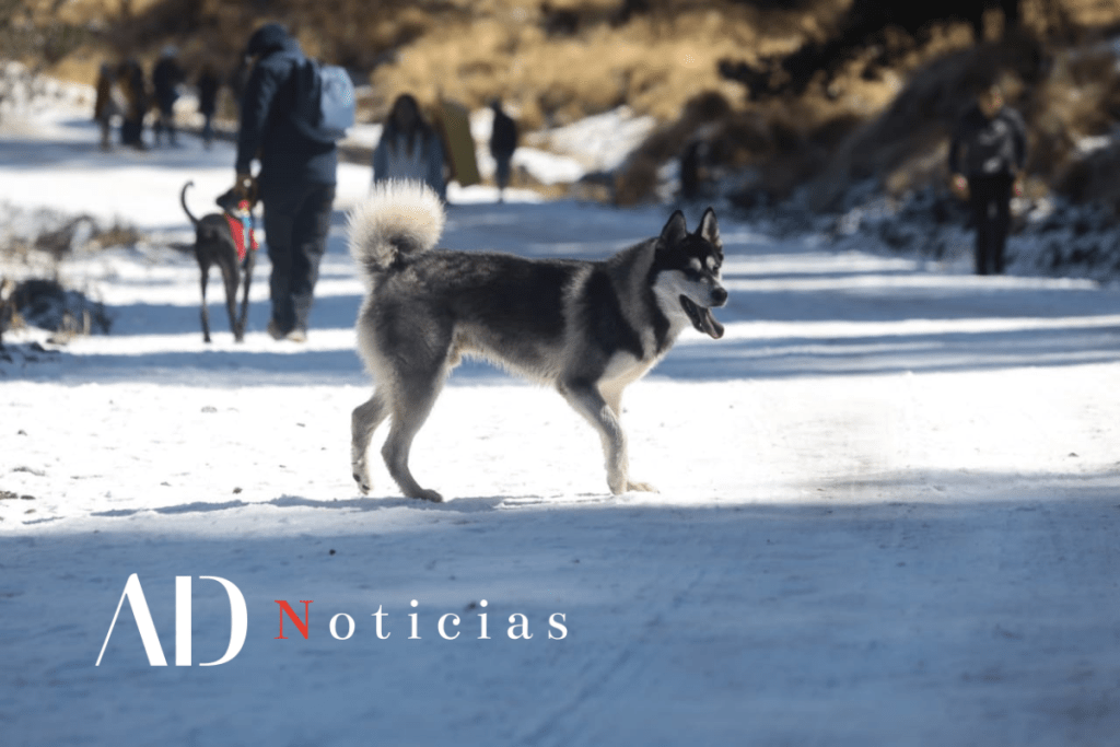 Un perro Husky en el Nevado de Toluca