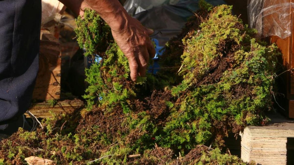 Musgo que se utiliza en Navidad