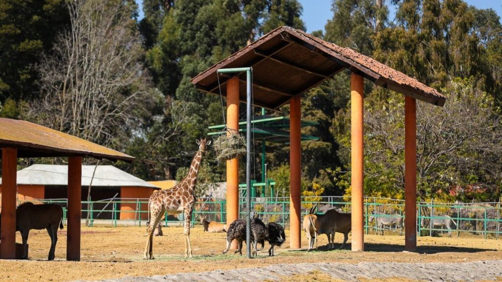 Jirafas y otros animales en el Parque Zacango