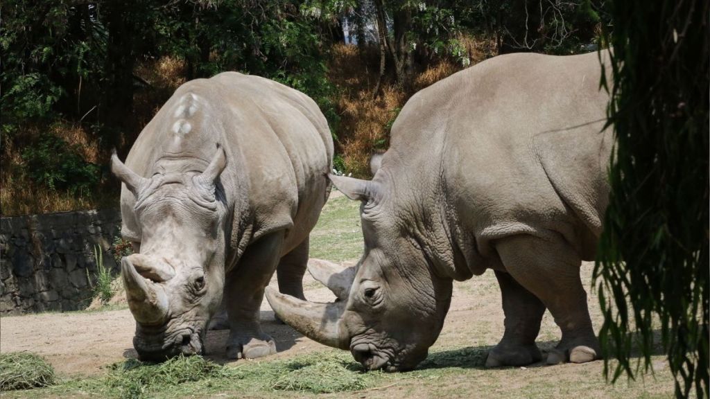 Rinocerontes del Parque Zacango
