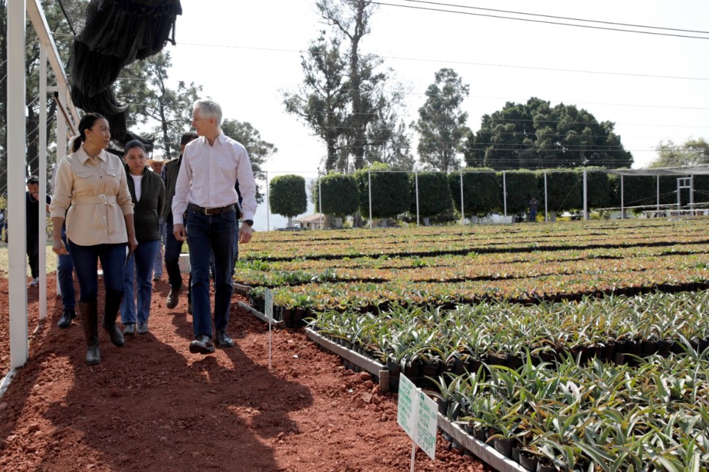 Alfredo del Mazo recorre vivero de Villa Guerrero