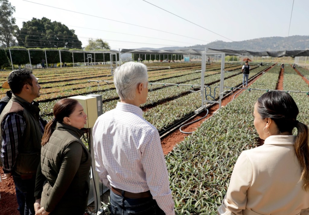 Alfredo del Mazo recorre vivero de Villa Guerrero