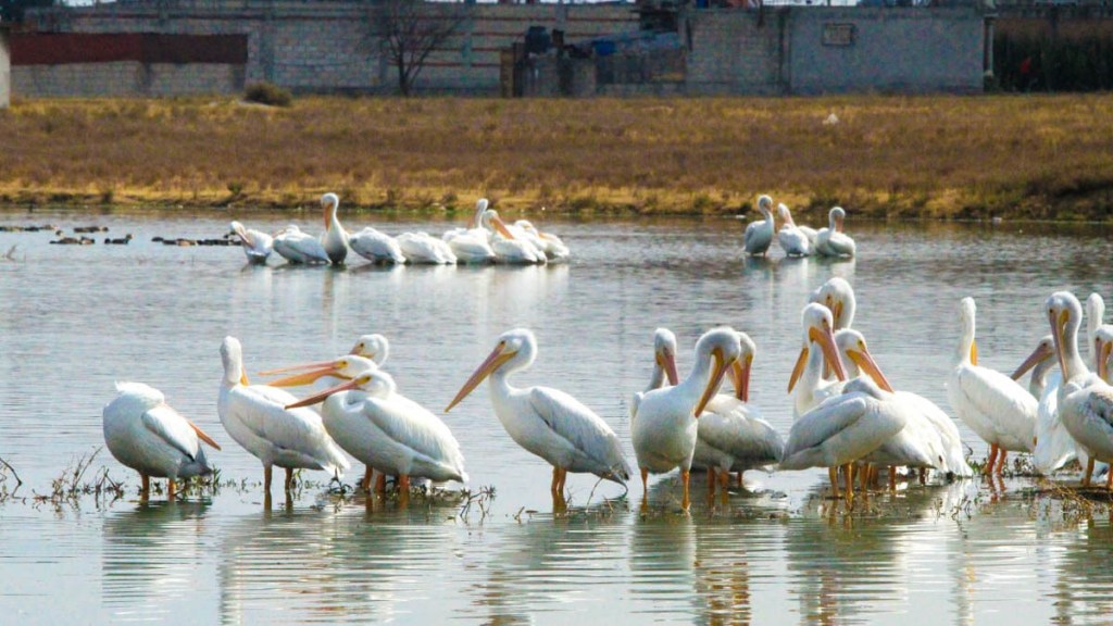 Pelícanos en Toluca