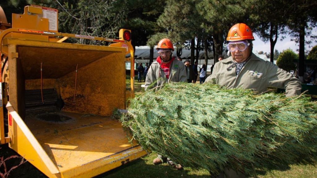 Reciclaje de árboles de navidad
