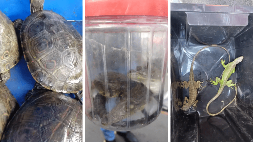 Detienen a dos por venta ilegal de animales exóticos en tianguis de Tlalnepantla