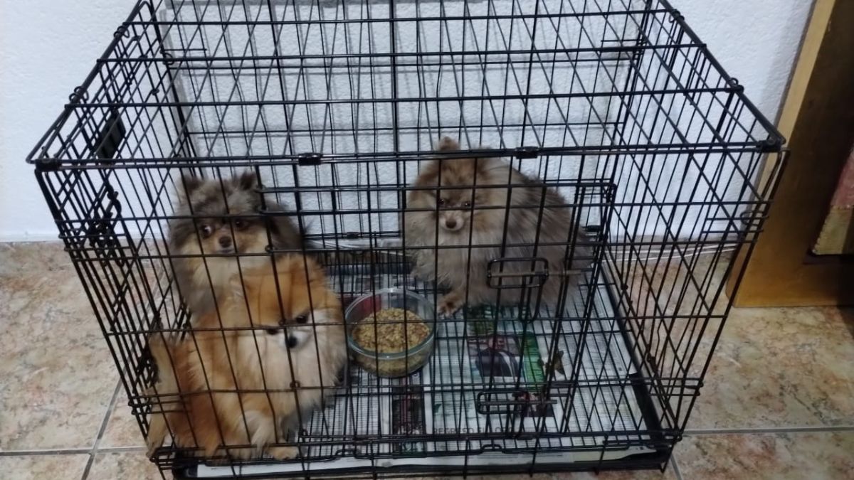 Perritos en jaula que sufrieron de maltrato animal en el Estado de México