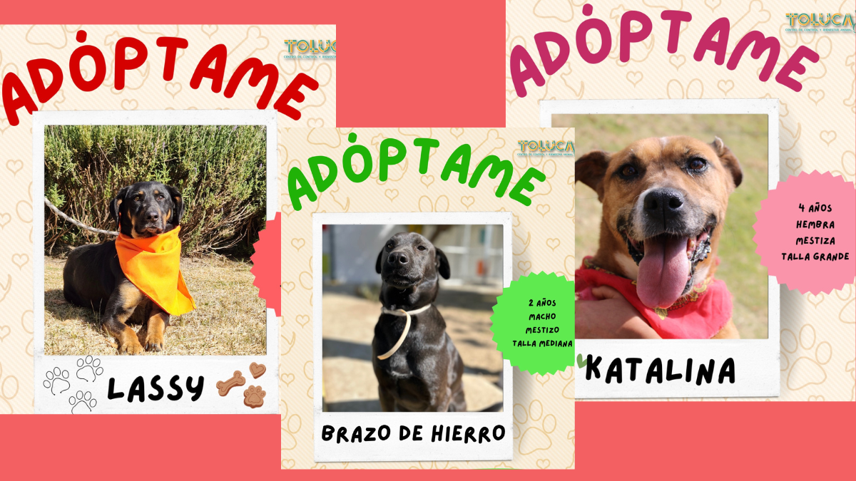 adopcion perros toluca