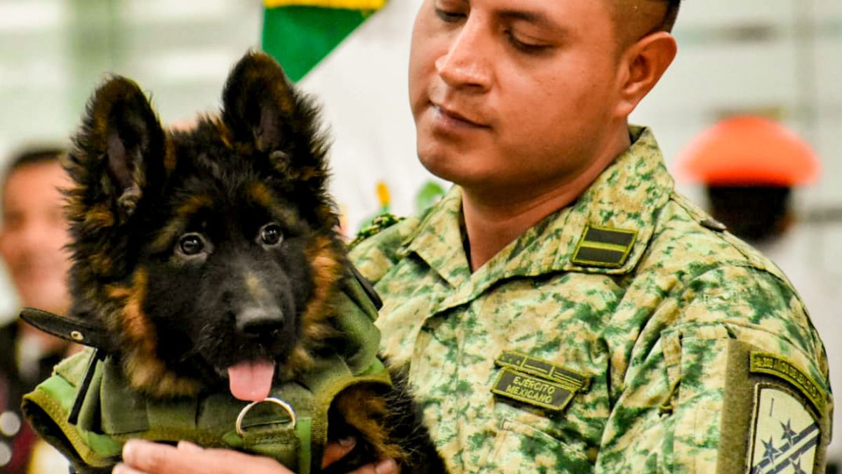 Cachorro que donó Turquía se integra a binomios caninos mexicanos