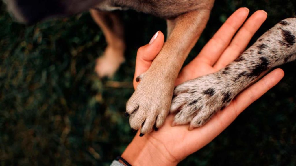 patitas de perros en mano humana