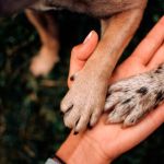 patitas de perros en mano humana