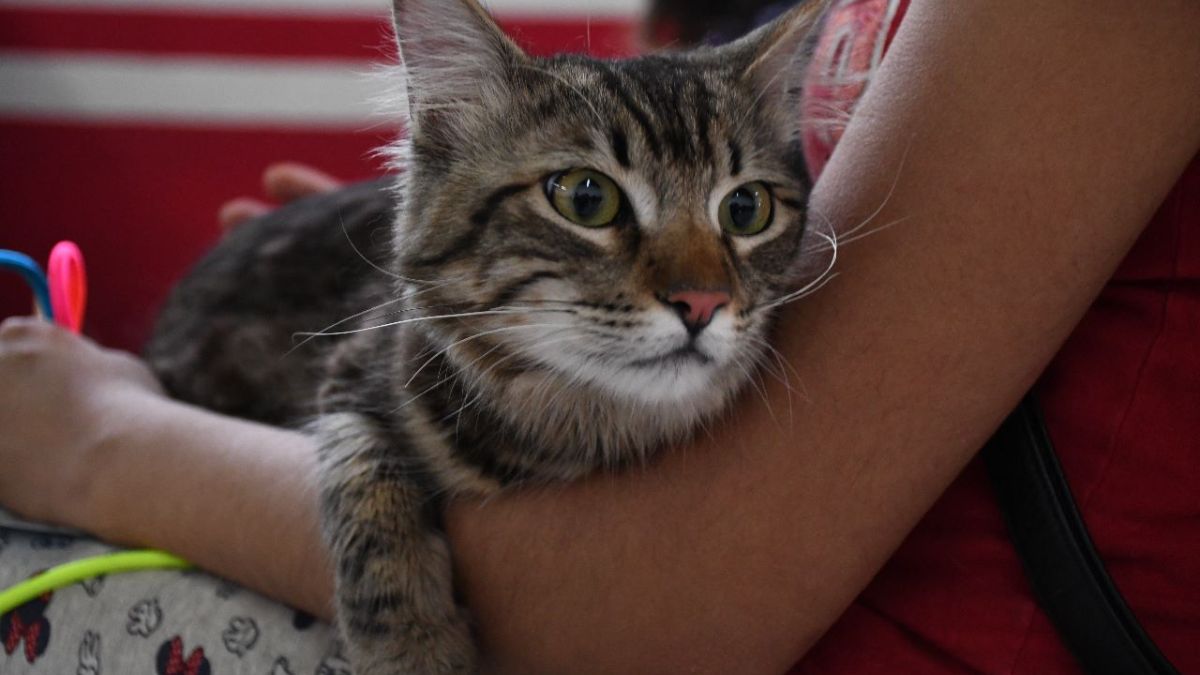 Gato en brazos de una persona