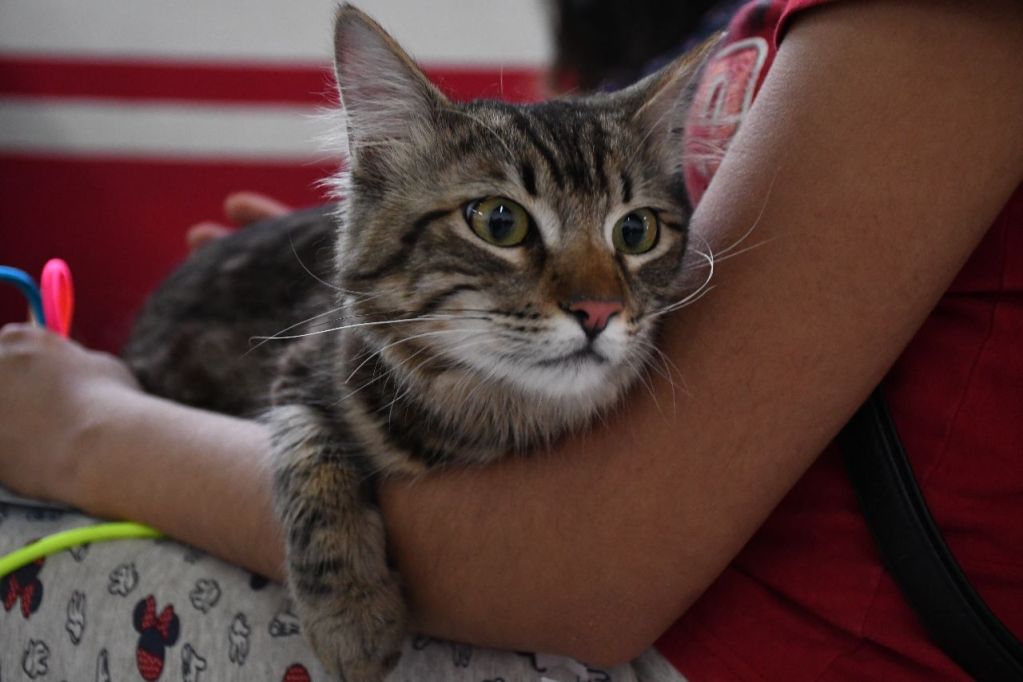 Jornada de vacunación antirrábica en Edomex