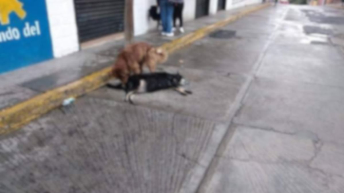 Perros mueren con pollo envenenado