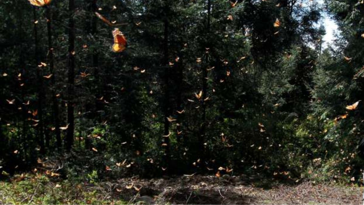 Santuario de la mariposa monarca en Atlautla, Edomex