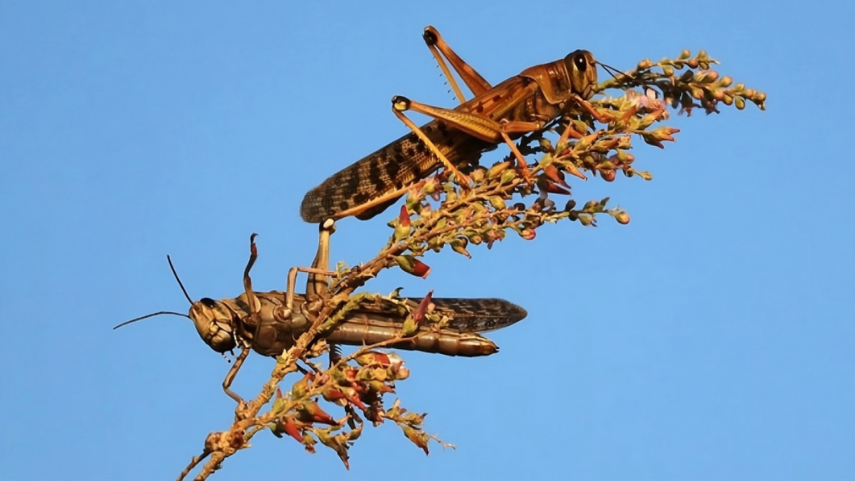 Langosta centroamericana en el Edomex