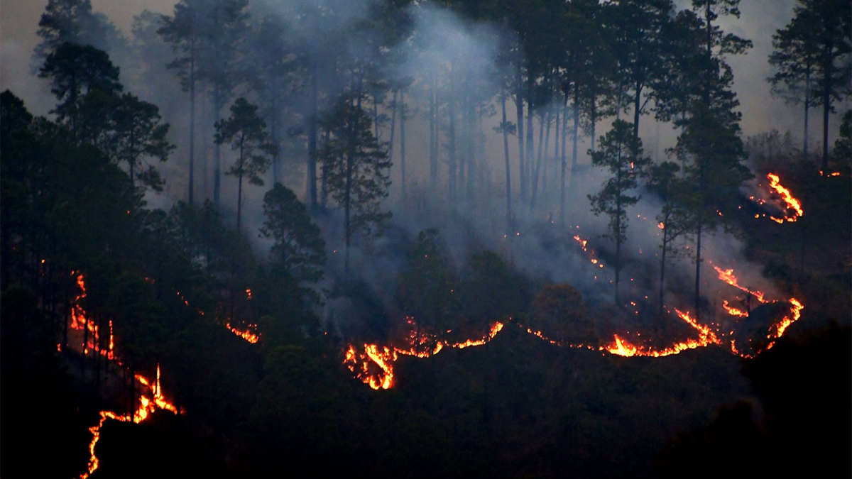 Incendio forestal