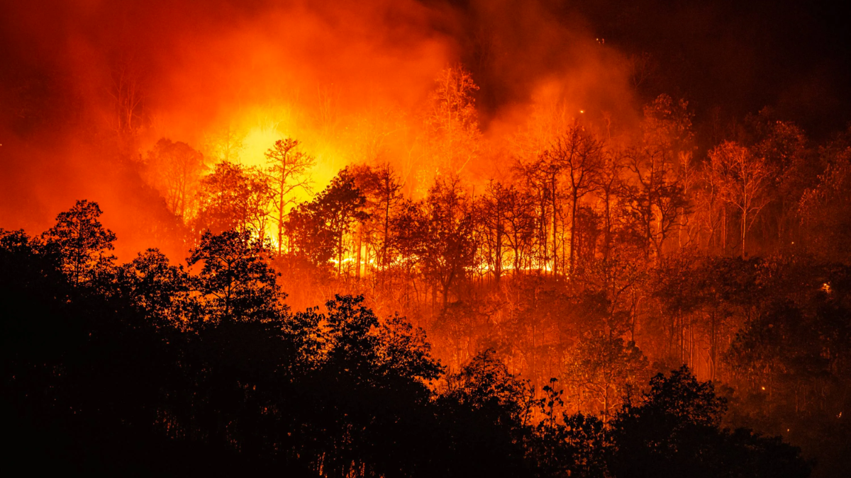 Incendio forestal