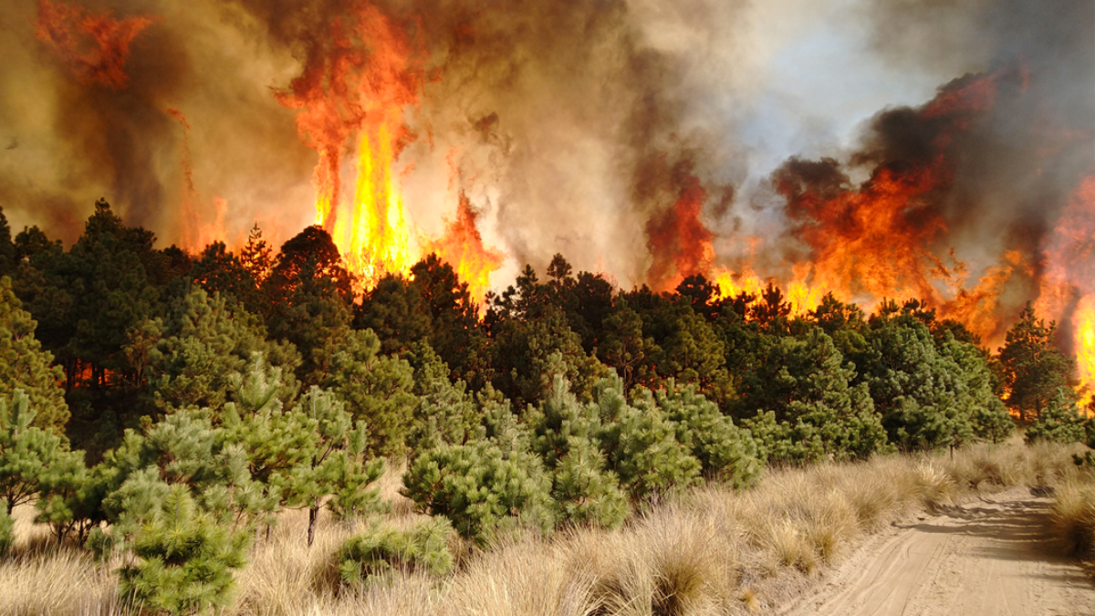 Incendio Forestal en el Edomex.