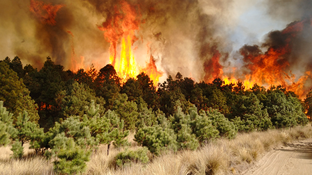 Incendios forestales