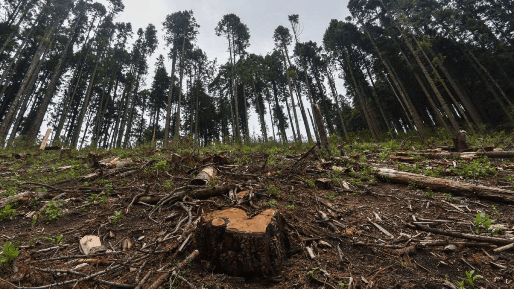 Tala de árboles en Xonacatlán.