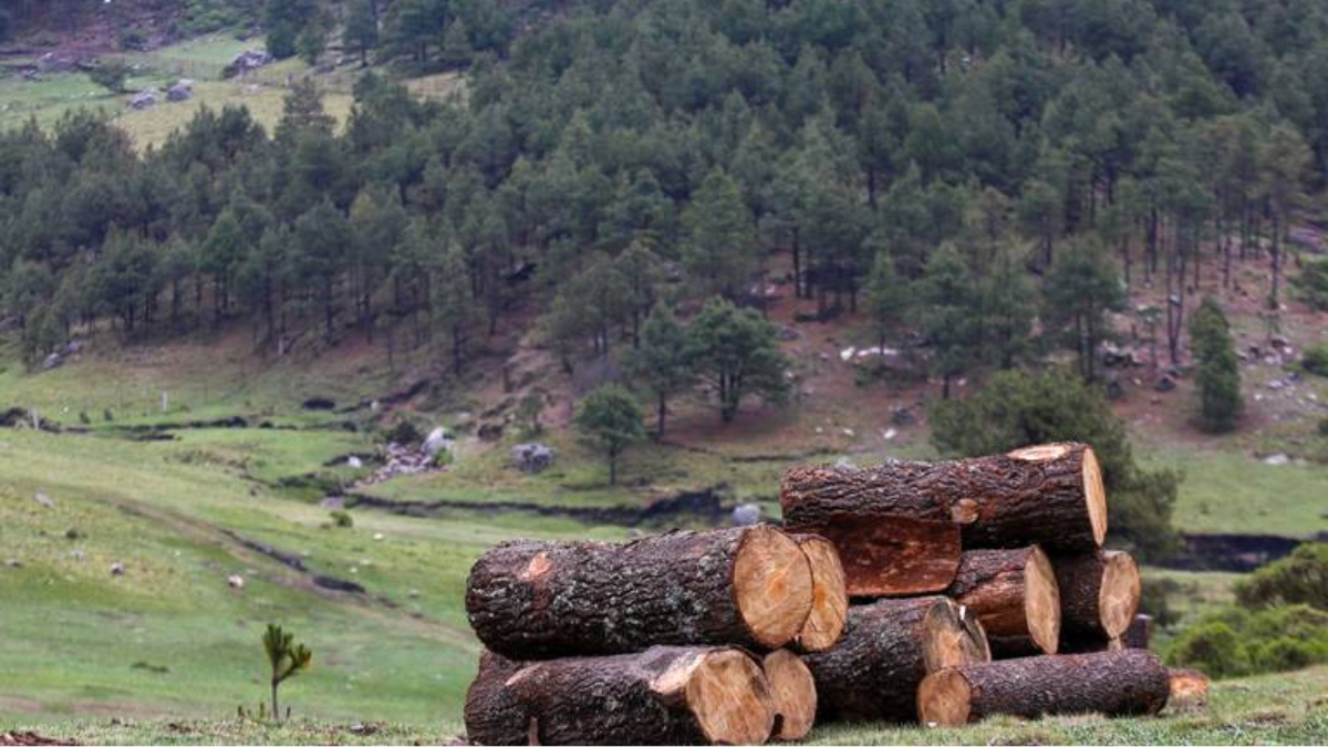 Tala de árboles en el Estado de México