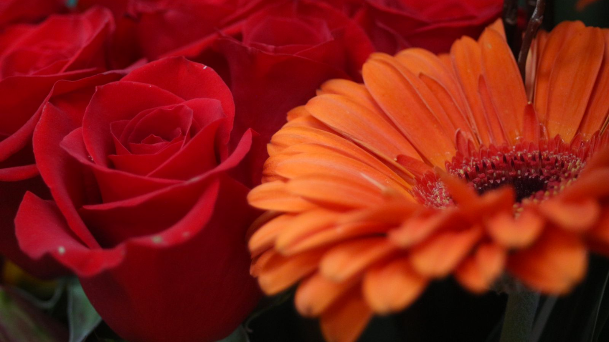 Flores 10 de mayo Edomex