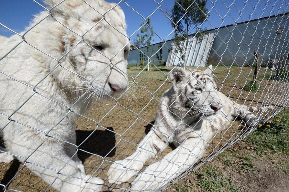 líder Cártel Sinaloa