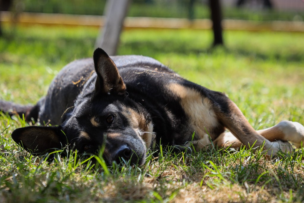 adopción Centro Animal Toluca