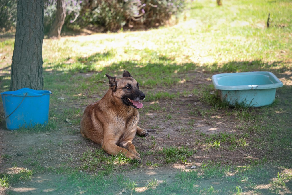 adopción Centro Animal Toluca