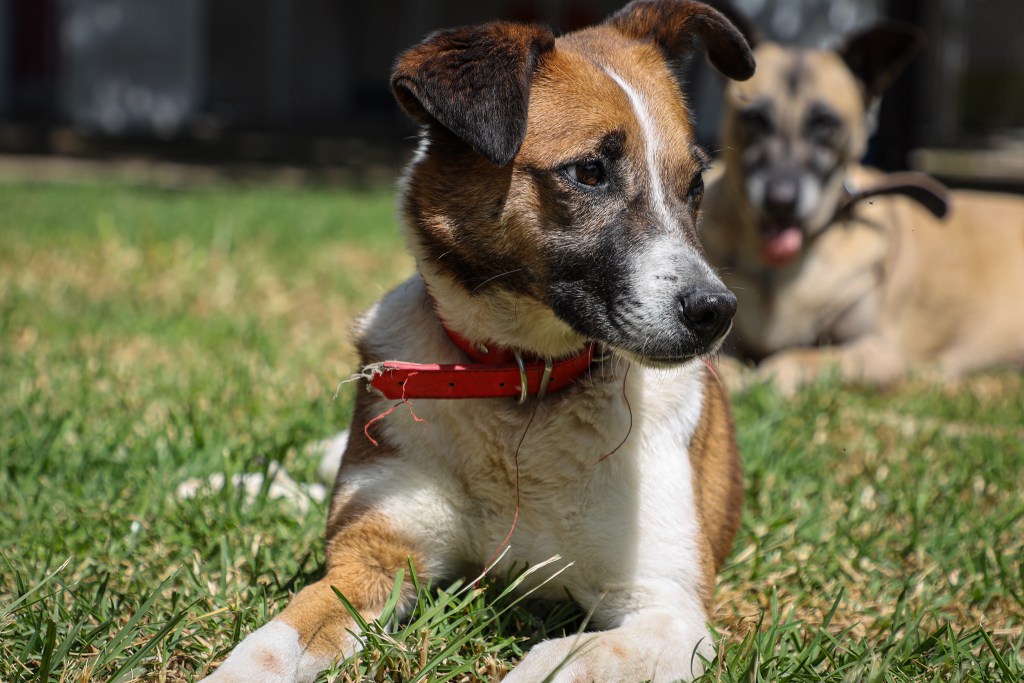 adopción Centro Animal Toluca
