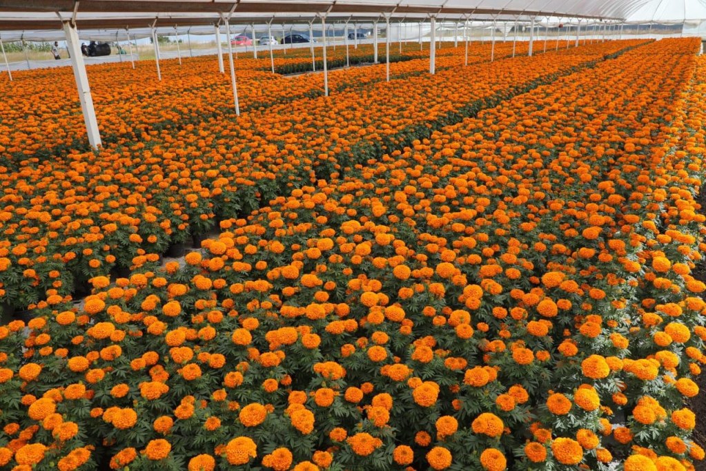 vendedor carretilla peaje