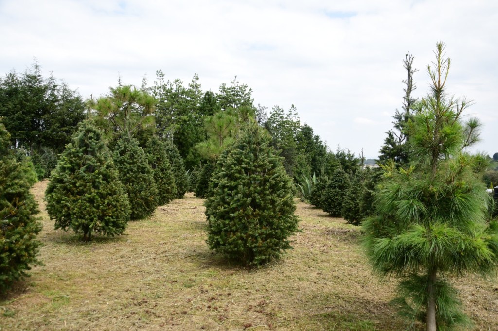Venta de árbol de Navidad en Edomex. / FOTO: Gobierno mexiquense