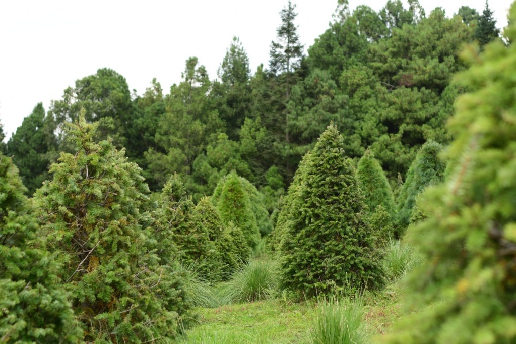 Venta de árbol de Navidad en Edomex. / FOTO: Gobierno mexiquense