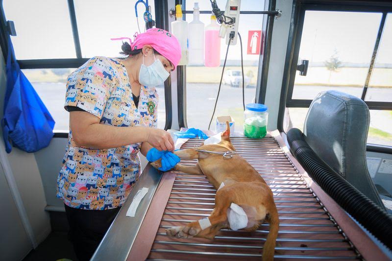 donde-esterilizar-lomito-toluca