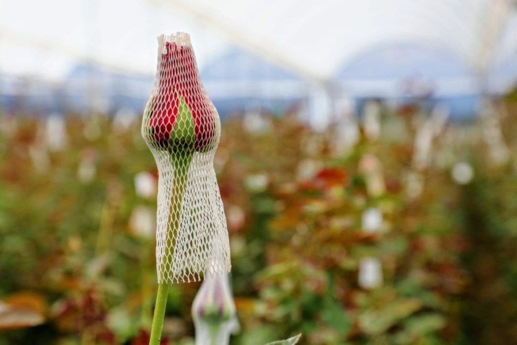 edomex-flores-san-valentín