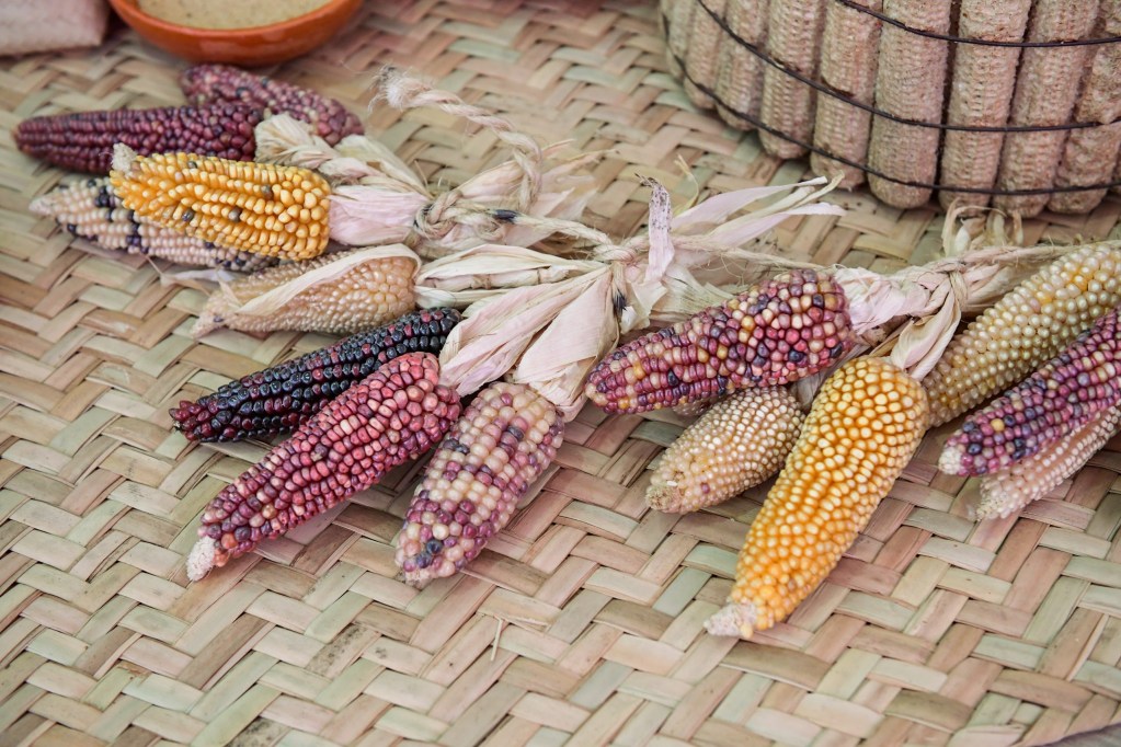 Modificaciones en el programa Rescate del campo Edomex