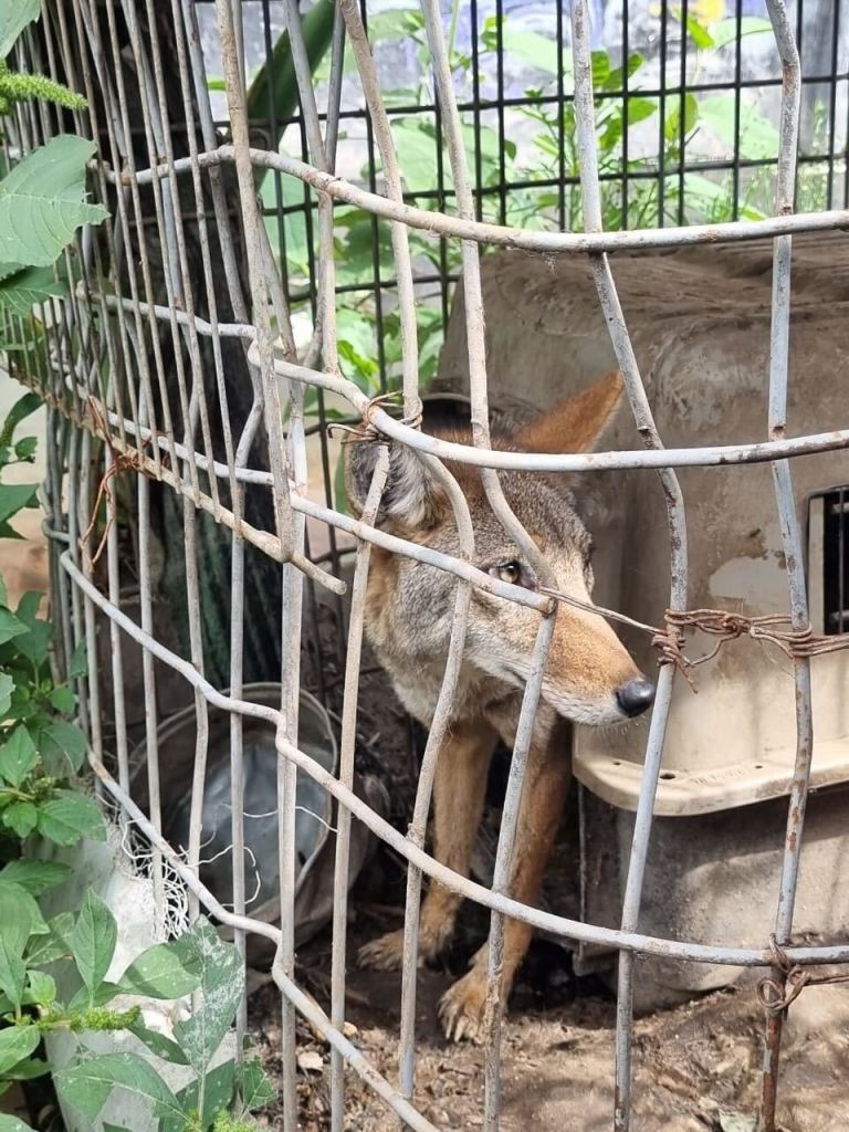 Rescatan animales exóticos Cuautitlán Izcalli 