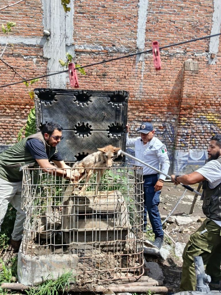 Rescatan animales exóticos Cuautitlán Izcalli 